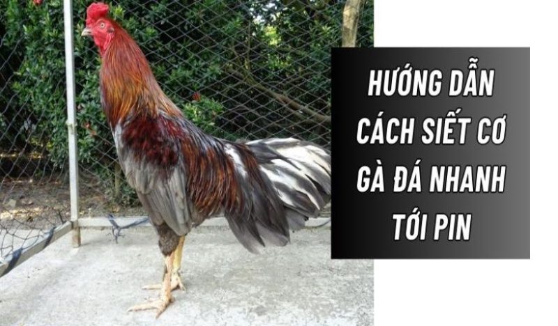 Cách Siết Cơ Đá Gà