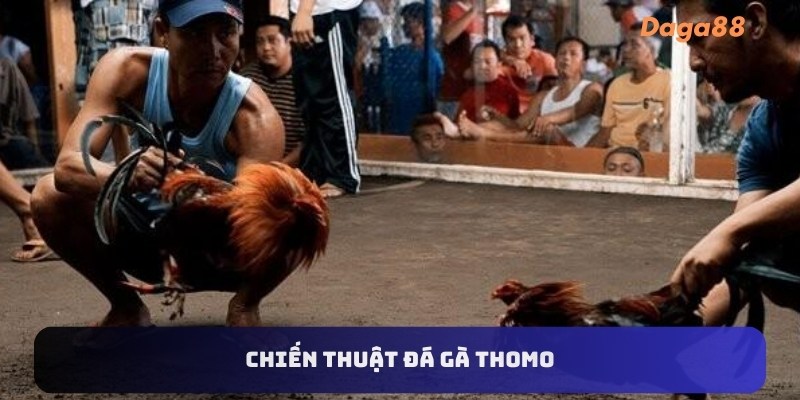 Chiến thuật đá gà thomo