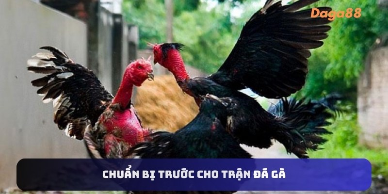 Chuẩn bị trước cho trận đá gà thomo