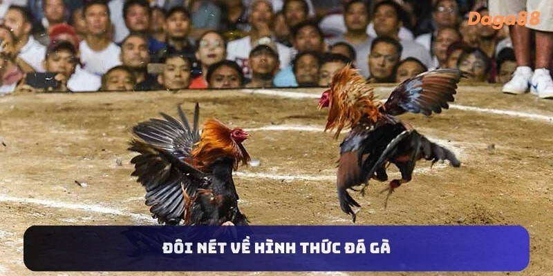 Đôi nét về đá gà thomo Daga88