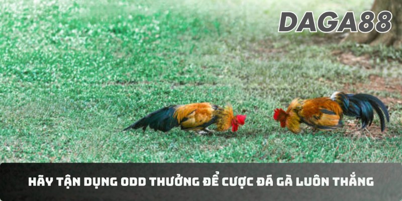 Hãy tận dụng odd thưởng để cược đá gà luôn thắng