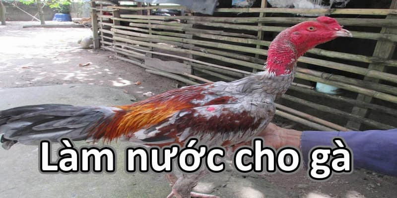 Làm Nước Cho Gà