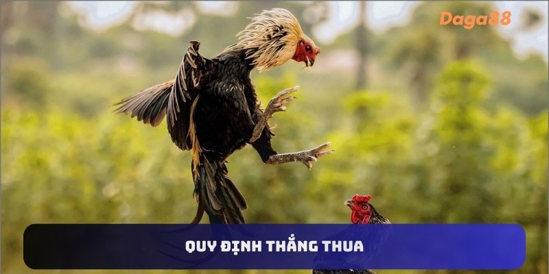 Quy định thắng thua khi chơi đá gà thomo