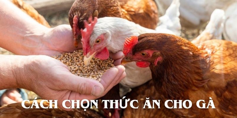 Chia sẻ cách chọn phù hợp, đảm bảo đủ dinh dưỡng chiến kê