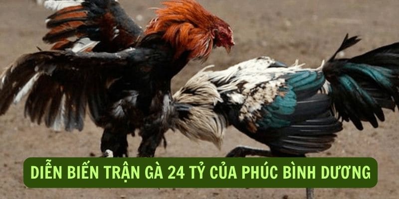 Diễn biến trận gà 24 tỷ cực cuốn hút mà bạn nên biết