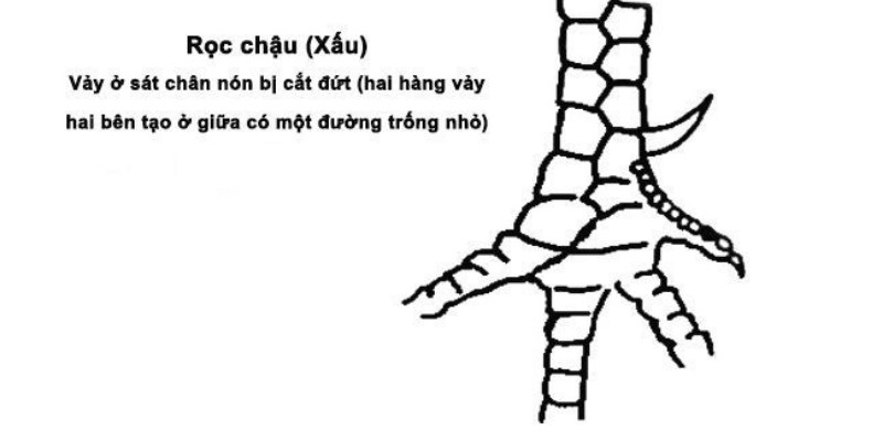 Cách nhận ra vảy Rọc Chậu